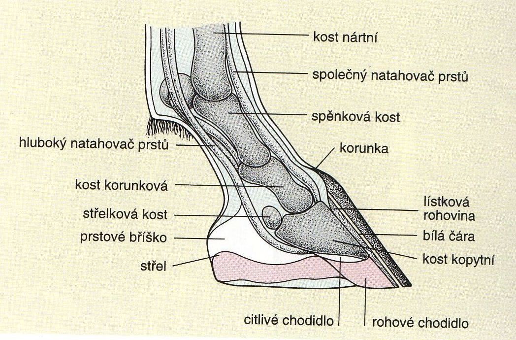popis-kopyta---podrobny.jpg